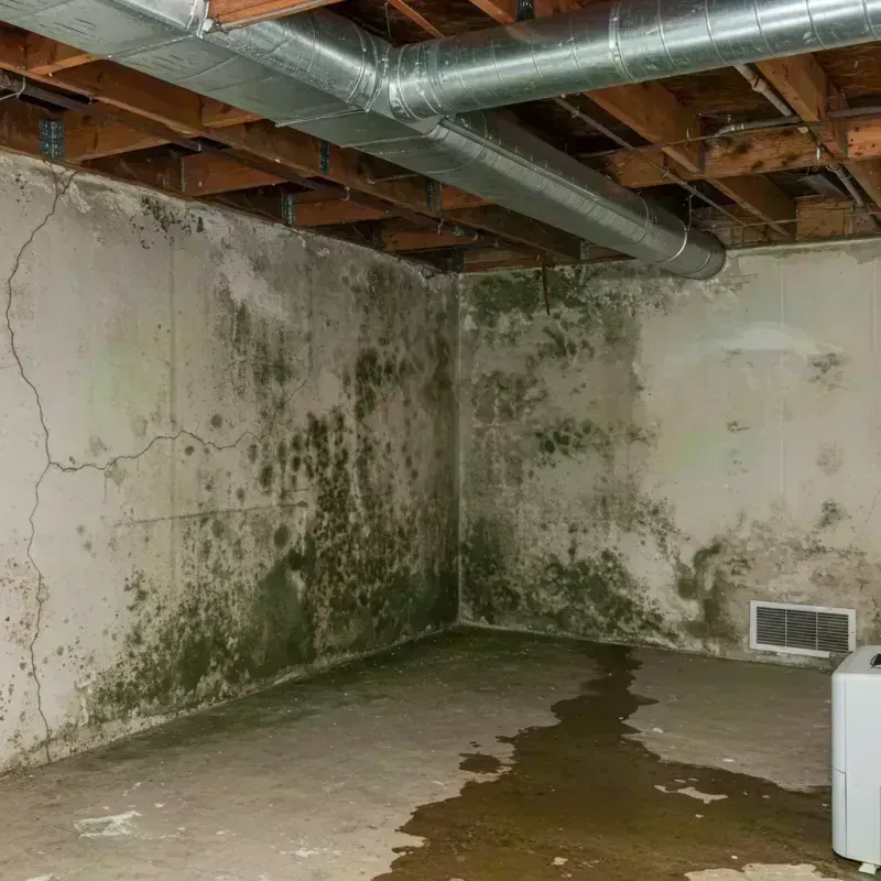 Professional Mold Removal in Ford Heights, IL